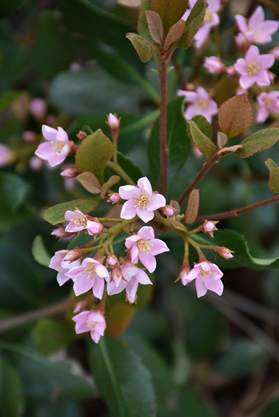 Rhaphiolepis indica 'Pink Lady' – Armstrong Garden Centers