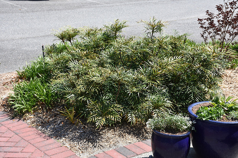 Soft Caress Mahonia - Thumbnail 2