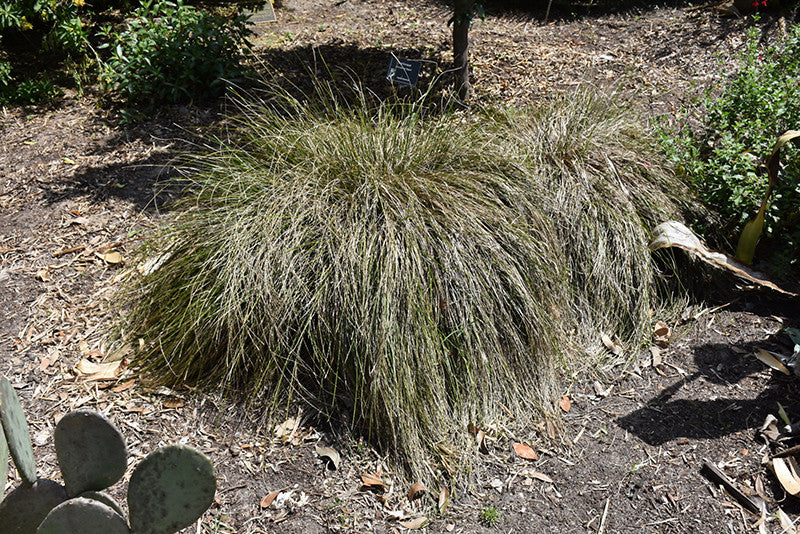 Lomandra longifolia 'Breeze' Dwarf Mat Rush