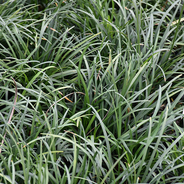 Mondo Grass