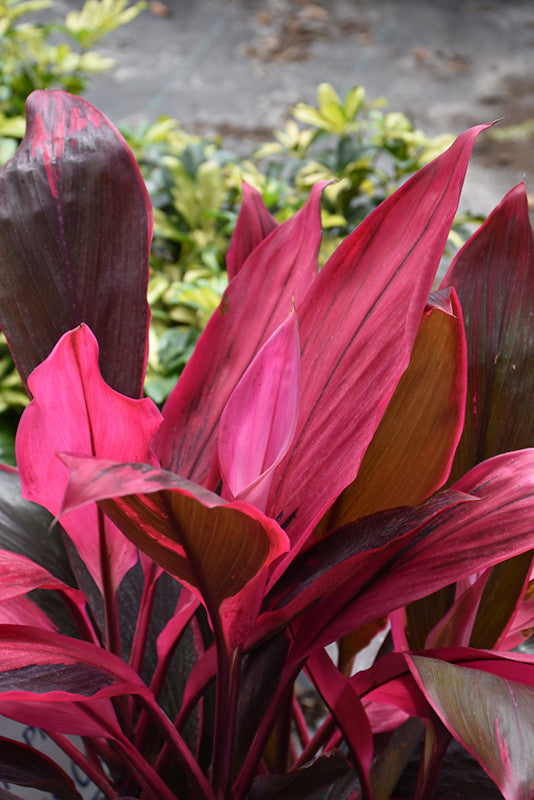 Red Sister Hawaiian Ti Plant