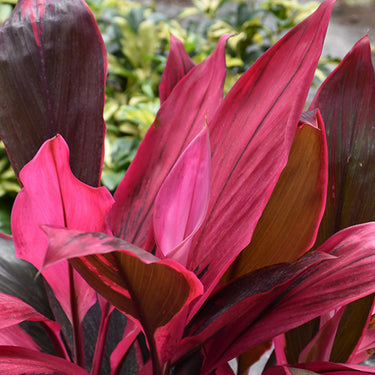 Red Sister Hawaiian Ti Plant