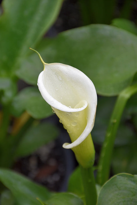 Large White Calla Lily