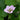 Arapaho Blackberry