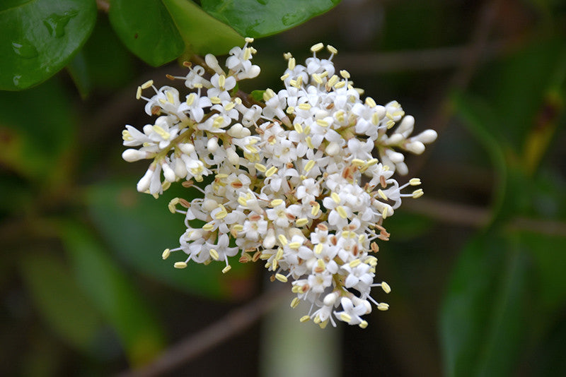 Texas Privet - Thumbnail 3