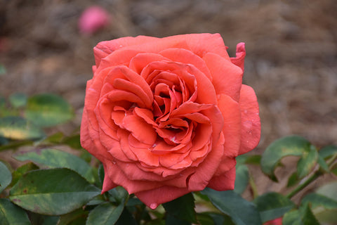 Fragrant Cloud Rose