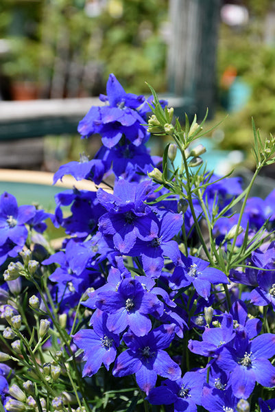 Diamonds Blue Delphinium – Armstrong Garden Centers
