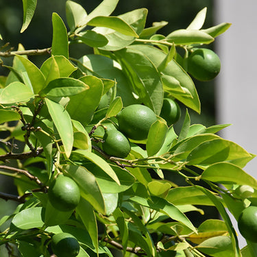 Mexican Lime Semi Dwarf