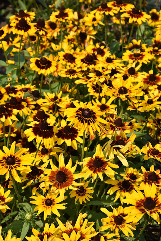 Denver Daisy Coneflower - Thumbnail 3