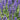 Victoria Blue Salvia