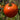 Better Boy Tomato