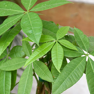 Money Tree