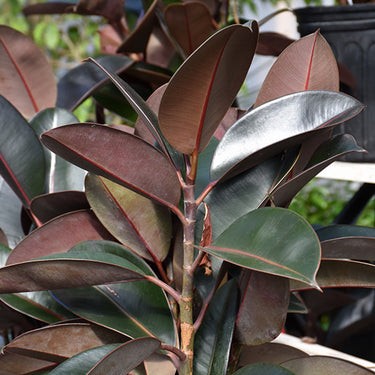 Ficus Elastica Burgundy