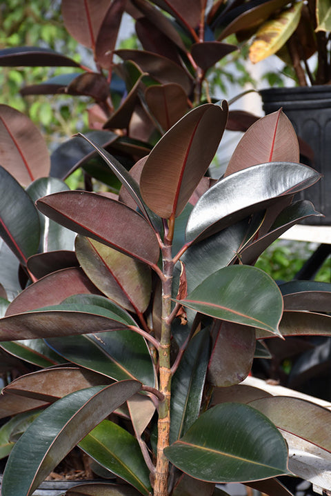 Ficus Elastica Burgundy