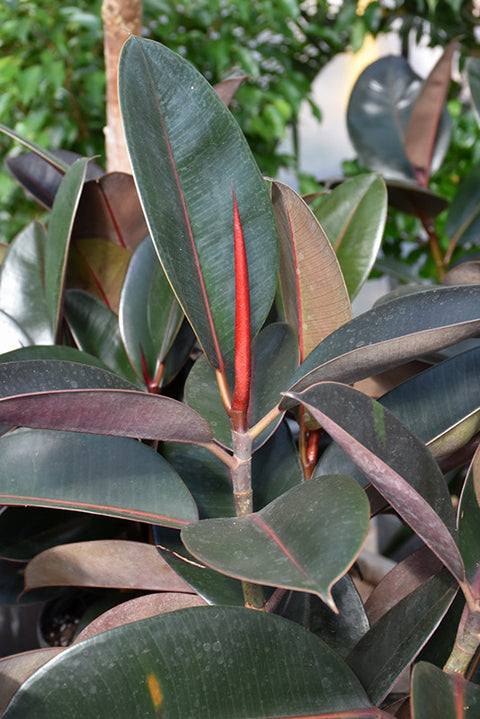 Ficus Elastica Burgundy