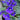Saintpaulia African Violet - 4 Inch