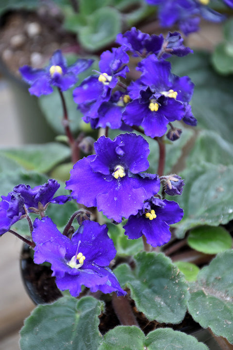 Saintpaulia African Violet - 4 Inch