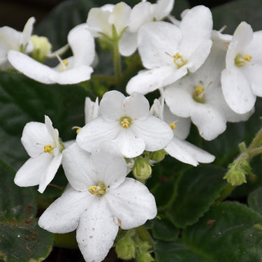 Saintpaulia African Violet - 4 Inch