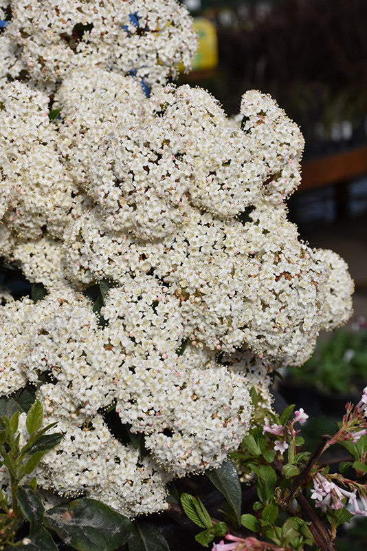 Spring Bouquet Viburnum