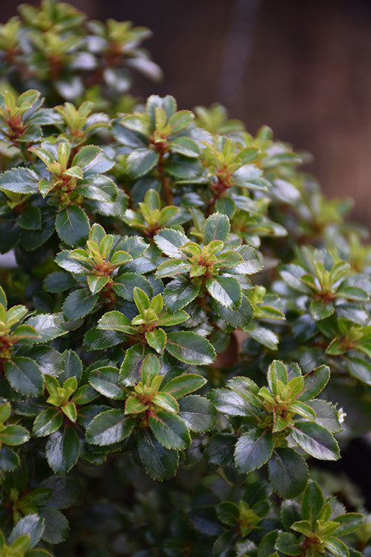 Dwarf Escallonia