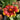 Spintop Orange Halo Blanket Flower