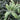 Manzanillo Olive