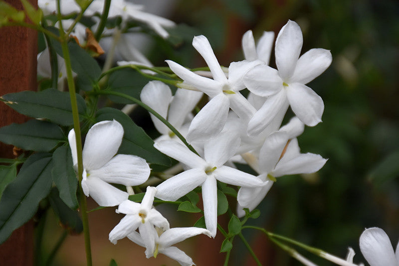 Climbing Jasmine