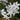 Climbing Jasmine