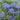 Dark Star California Lilac