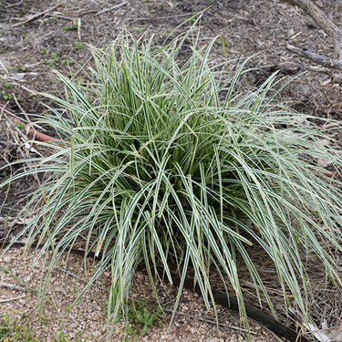 Carex Oshi Feather Falls