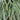 Carex Oshi Feather Falls