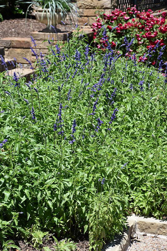 Salvia farinacea 'Victoria Blue' – Armstrong Garden Centers