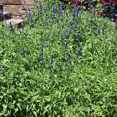 Victoria Blue Salvia