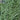 Lemon Grass