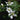 Natchez Thornless Blackberry