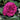 Celestial Night Rose