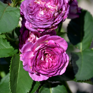 Arctic Blue Rose
