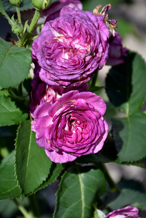 Arctic Blue Rose
