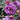Arctic Blue Rose