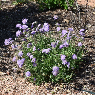 Butterfly Blue Pincushion Flower