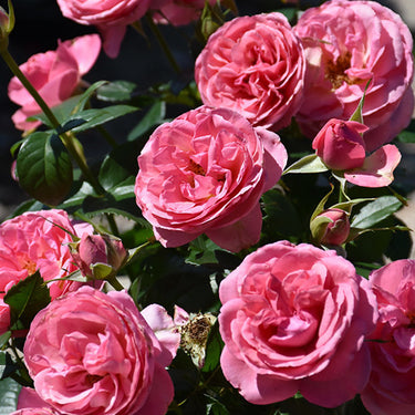 All Dressed Up Rose