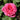 Perfume Delight Rose