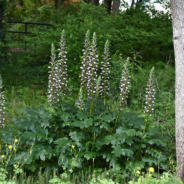 Bear's Breeches