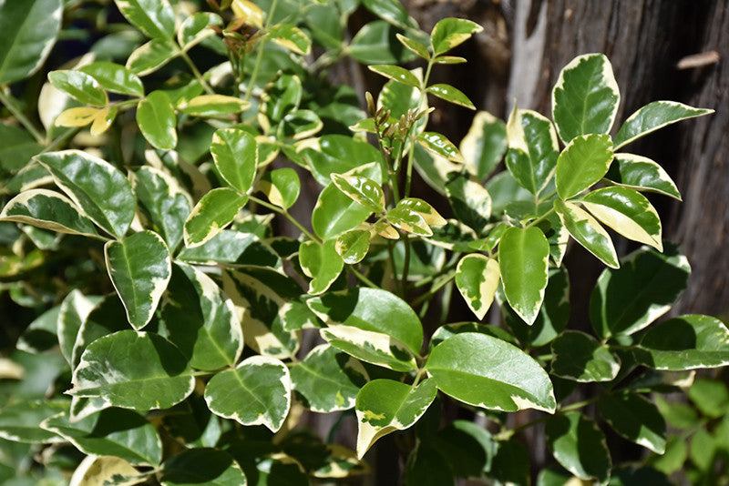 Variegated Bower Vine