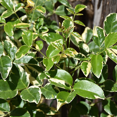 Variegated Bower Vine