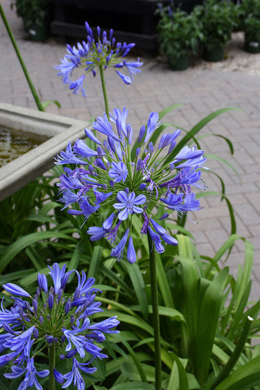 Storm Cloud Agapanthus - Thumbnail 2