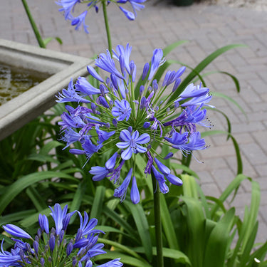 Storm Cloud Agapanthus