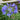 Storm Cloud Agapanthus