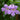 Lavender Trumpet Vine
