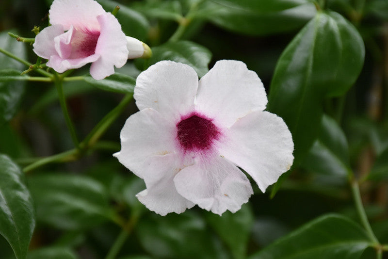 Pandorea jasminoides 'Rosea'